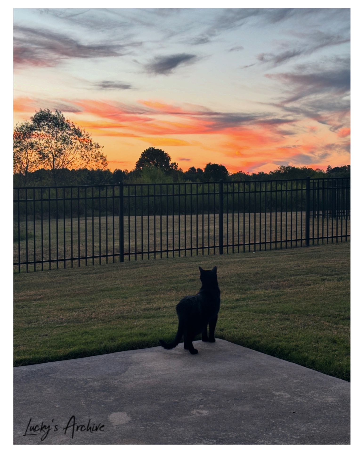 Black cat silhouetted against a fiery sunset by a fence