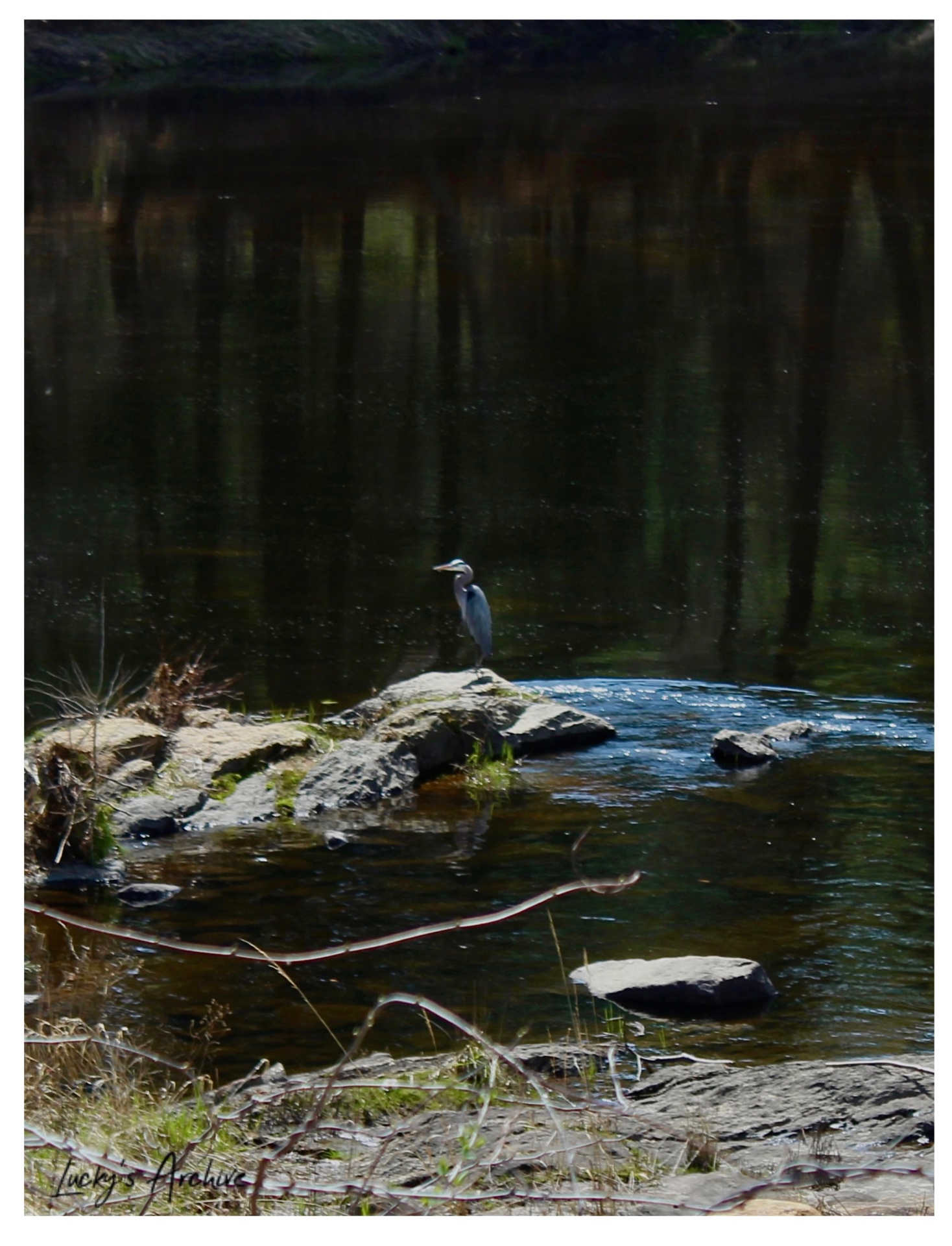 Great blue heron standing on a rock in a river