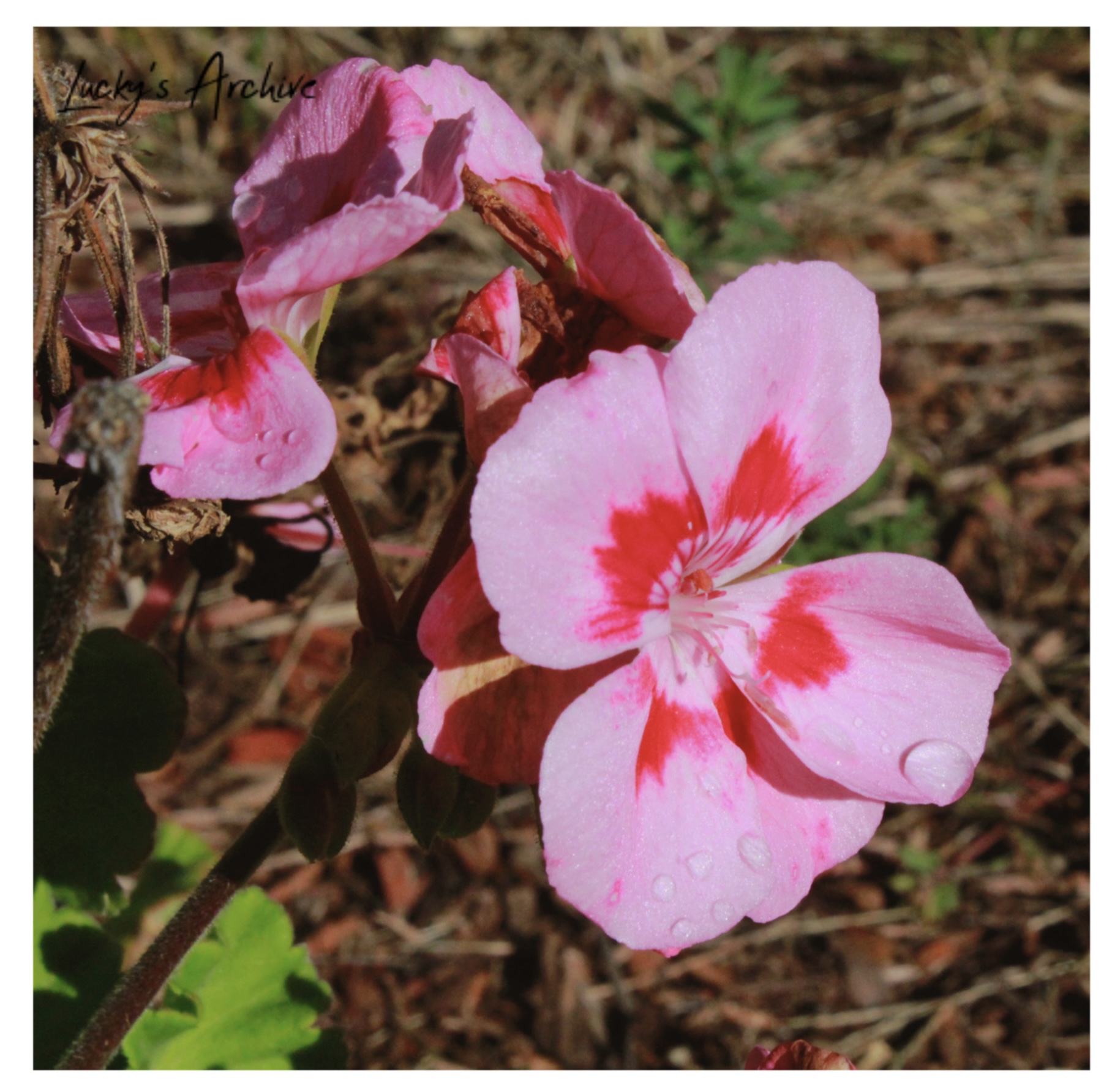 Close-up of pink and red geranium blossoms with dew drops