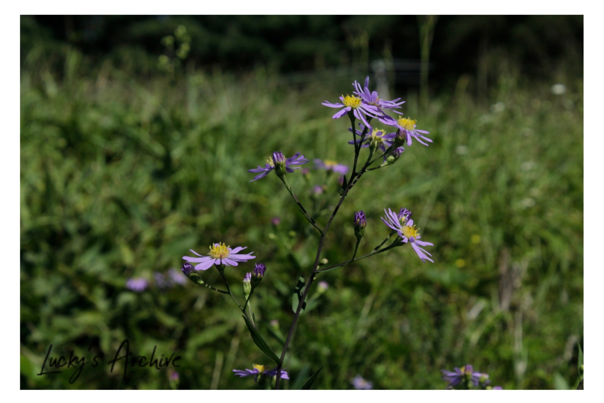 Purple wild asters blooming in a summer meadow